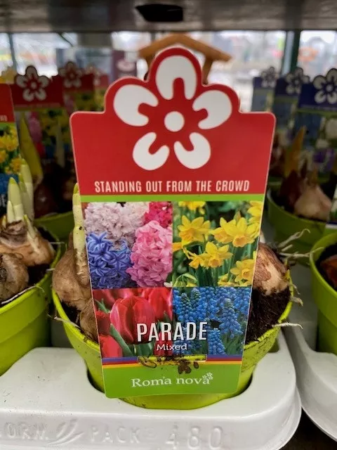 Bloembollenmix GEMENGD