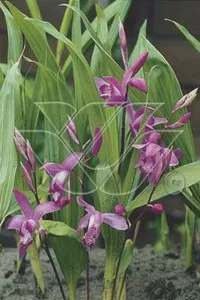 Bletilla striata