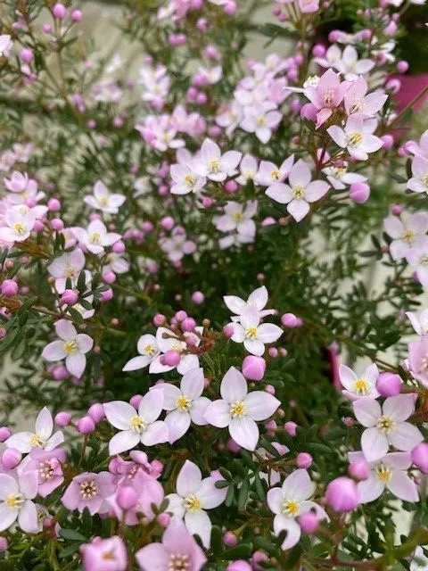 Boronia anemonifolia 'Pink Star'