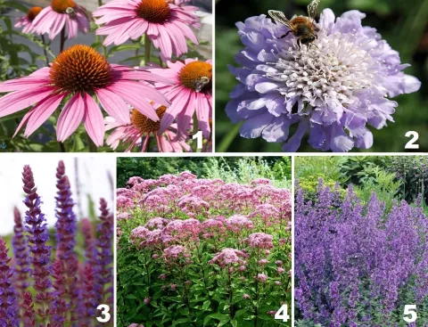 Borderpakket 'Bijen & vlinders'