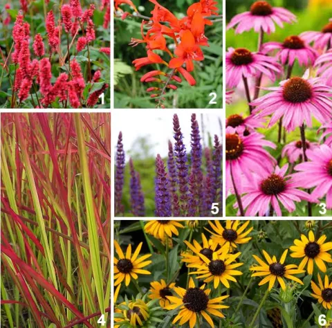 Borderpakket 'Colour Festival'