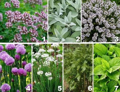 Borderpakket 'Keukenkruiden'