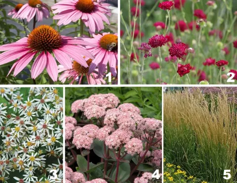 Borderpakket 'Prairie'