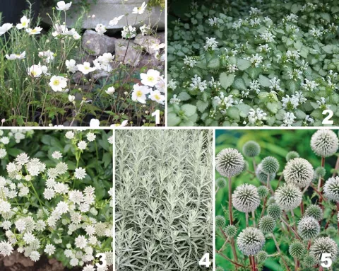 Borderpakket 'Witzilver'