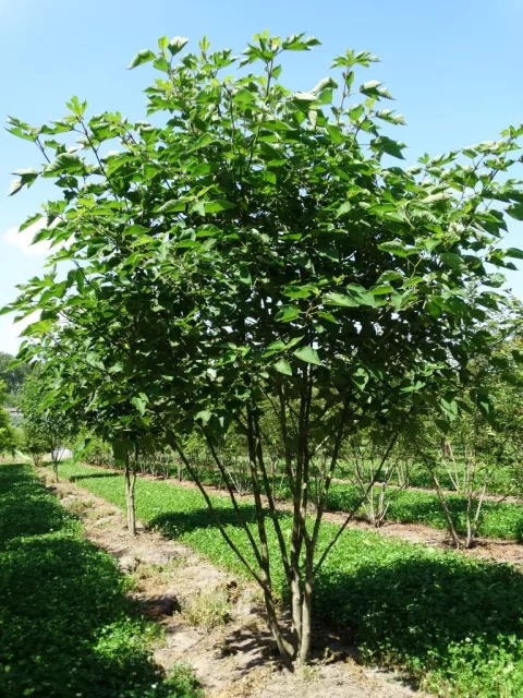 Broussonetia papyrifera