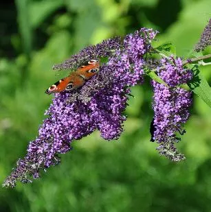 Buddleja dav. 'Argus Velvet'®