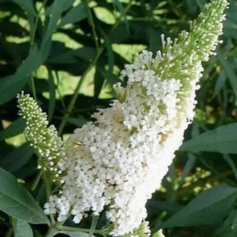 Buddleja dav. 'Argus White'®