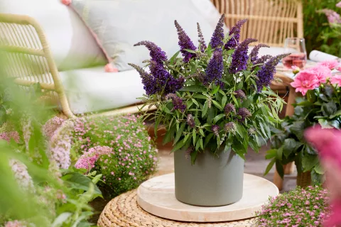 Buddleja dav. 'Butterfly Candy Little Purple'