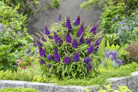 Buddleja dav. 'Butterfly Candy Little Purple'