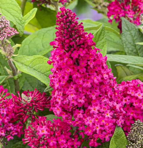 Buddleja dav. 'Butterfly Candy Little Ruby'®