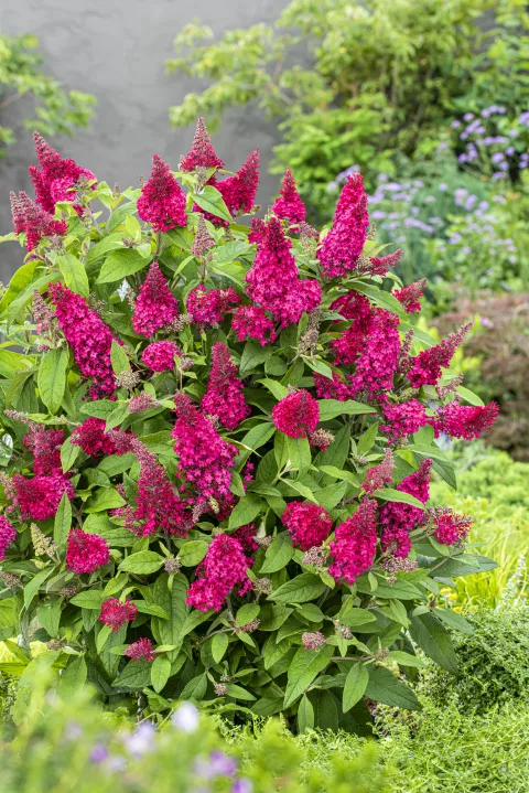 Buddleja dav. 'Butterfly Candy Little Ruby'®