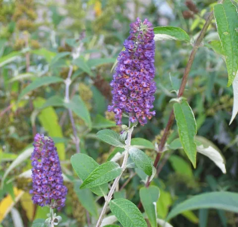 Buddleja dav. 'Empire Blue'