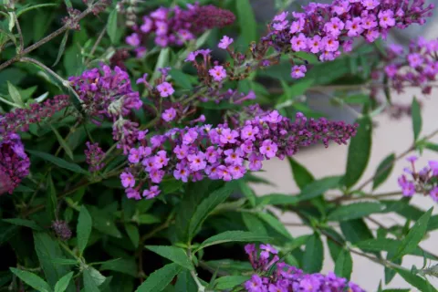 Buddleja dav. Free Petite 'Dark Pink'®