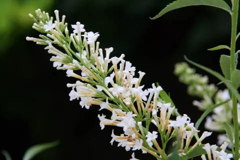 Buddleja dav. Free Petite 'Snow White'®