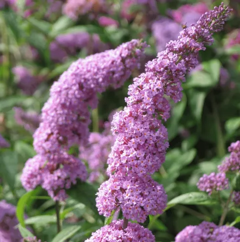 Buddleja dav. 'Ile de France'