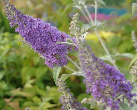 Buddleja dav. 'Lochinch'