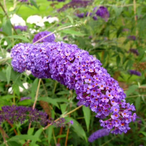 Buddleja dav. 'Nanho Blue'