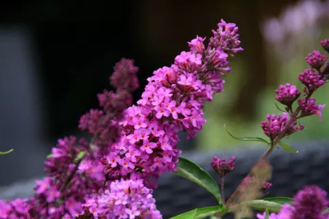 Buddleja dav. Free Petite 'Tutti Frutti'®