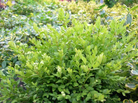 Buxus 'Green Velvet'