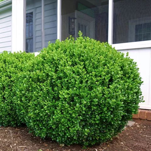 Buxus NewGen Freedom®