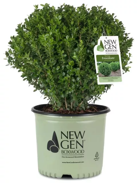 Buxus NewGen Freedom®