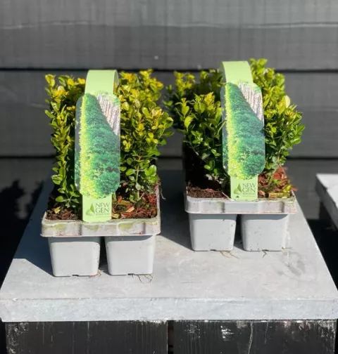 Buxus NewGen Freedom®