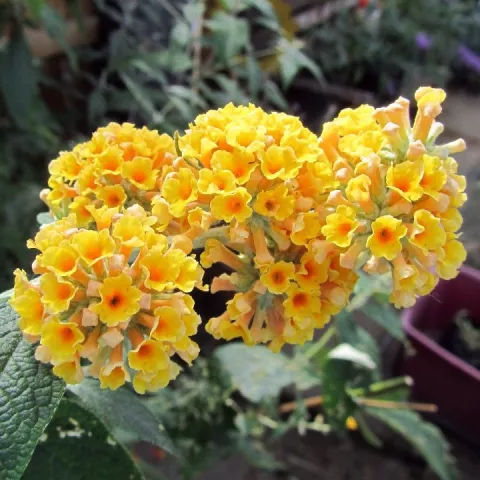 Buddleja weyeriana 'Sungold'