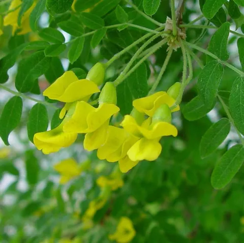 Caragana arborescens