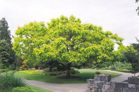 Catalpa bignonioides 'Aurea'
