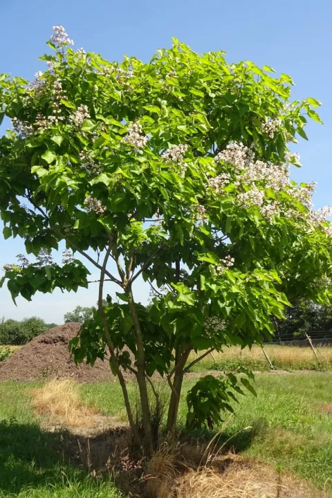 Catalpa bignonioides