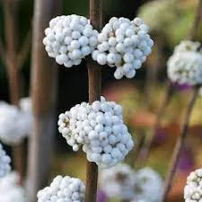 Callicarpa bodinieri 'Magical Snowstar'