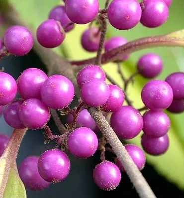 Callicarpa bodinieri 'Profusion'