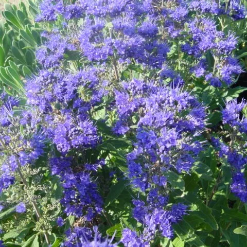 Caryopteris cland. 'Grand Blue'®