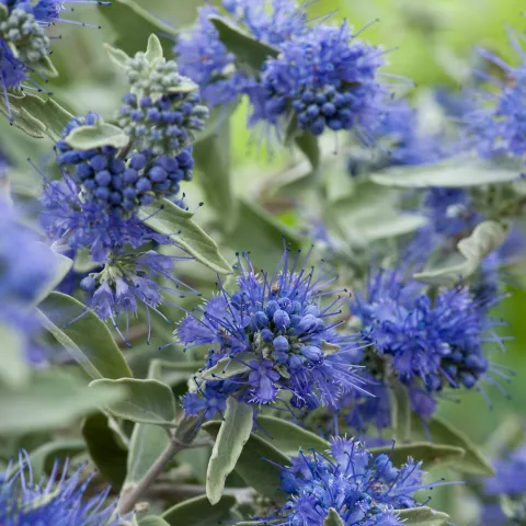 Caryopteris cland. 'Heavenly Blue'