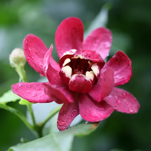 Calycanthus 'Aphrodite'