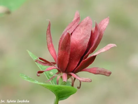 Calycanthus fertilis (floridus)