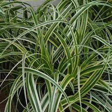 Carex 'Feather Falls'