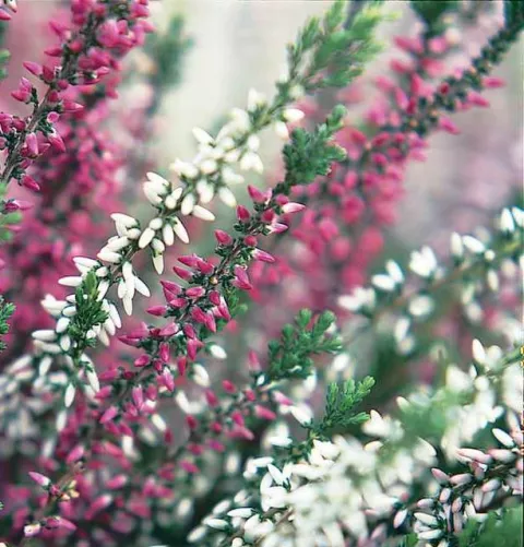 Calluna 'Garden Girls' ® tweekleurig