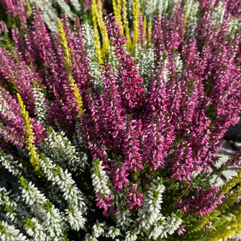 Calluna 'Garden Girls' ® driekleurig
