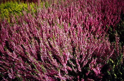 Calluna 'Garden Girls'® 