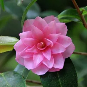 Camellia jap. 'Spring Festival'