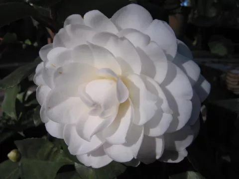 Camellia jap. 'Alba Plena'