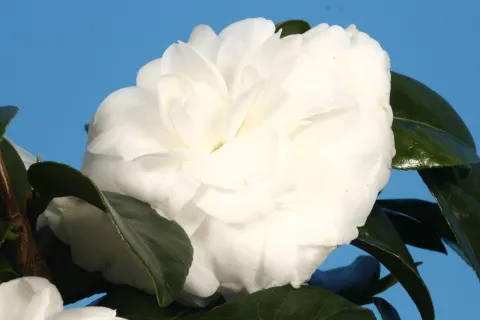 Camellia jap. 'Matterhorn'
