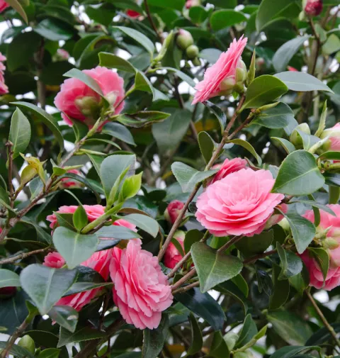 Camellia jap. 'Ms Tingley'