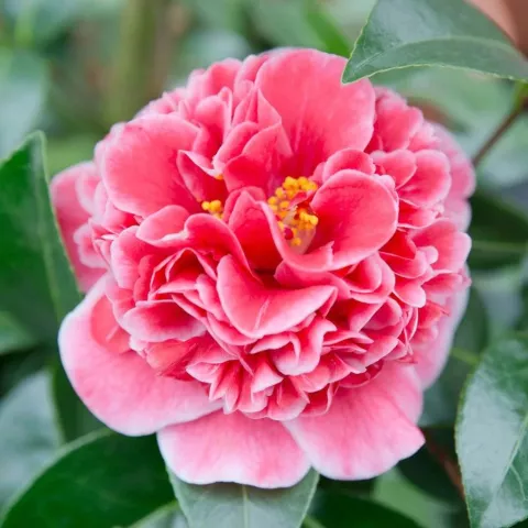 Camellia jap. 'Volunteer'