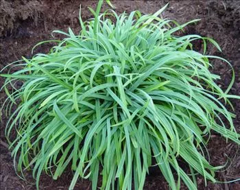 Carex laxiculmis 'Bunny Blue'