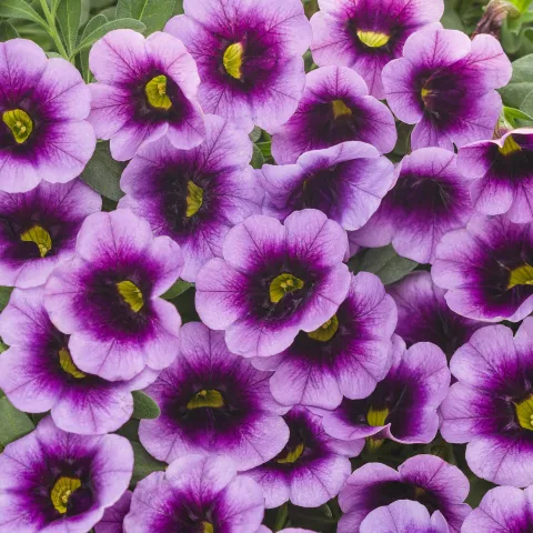 Calibrachoa