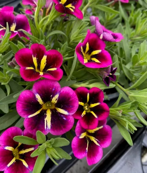 Calibrachoa