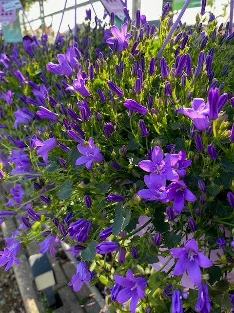Campanula