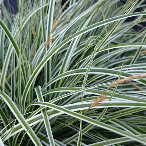 Carex oshimensis 'Everest'